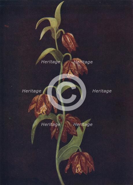 'Mission Bells',  c1915, (1915). Artist: Emma Graham Clock.