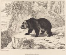 Mississippi Bear, 1836. Creator: Antoine-Louis Barye