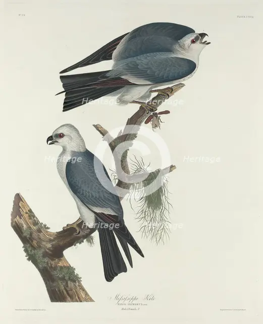 Mississippi Kite, 1831. Creator: Robert Havell.
