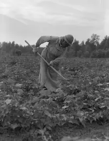Mississippi Negress hoeing cotton, 1937. Creator: Dorothea Lange