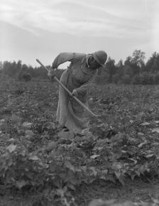 Mississippi Negress hoeing cotton, 1937. Creator: Dorothea Lange