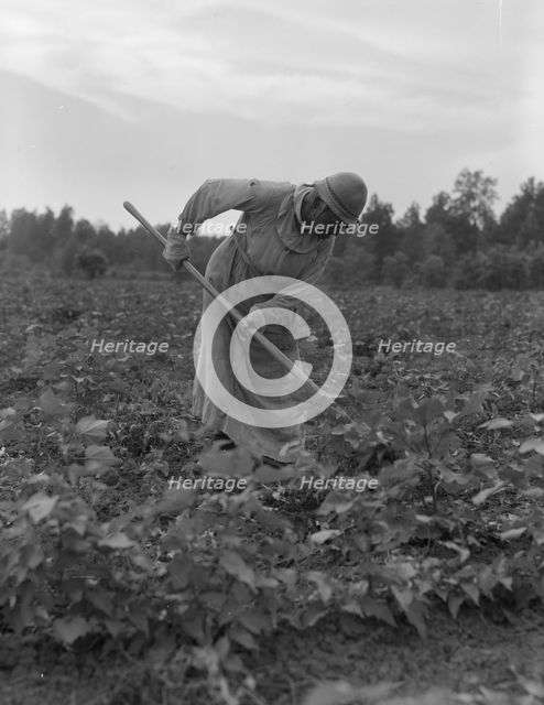 Mississippi Negress hoeing cotton, 1937. Creator: Dorothea Lange.