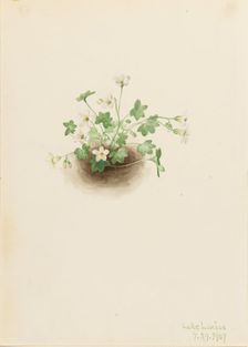 Mistmaiden (Romanzoffia sitchensis), 1907. Creator: Mary Vaux Walcott