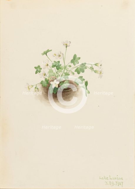 Mistmaiden (Romanzoffia sitchensis), 1907. Creator: Mary Vaux Walcott.