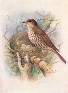 Mistle-Thrush - Tur'dus visciv'orus c1910, (1910). Artist: George James Rankin