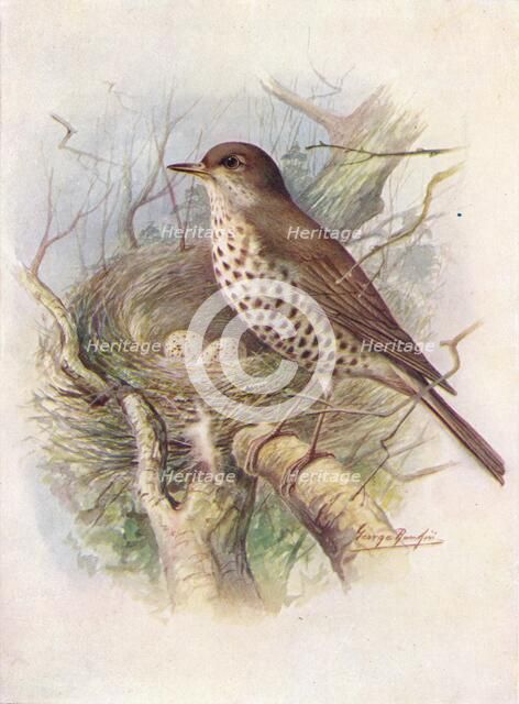 'Mistle-Thrush - Tur'dus visciv'orus', c1910, (1910). Artist: George James Rankin.