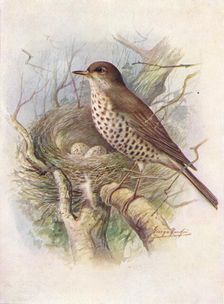 Mistle-Thrush - Tur'dus visciv'orus c1910, (1910). Artist: George James Rankin