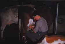 Mliking Cattle, Lake District Farm, c1960. Artist: CM Dixon