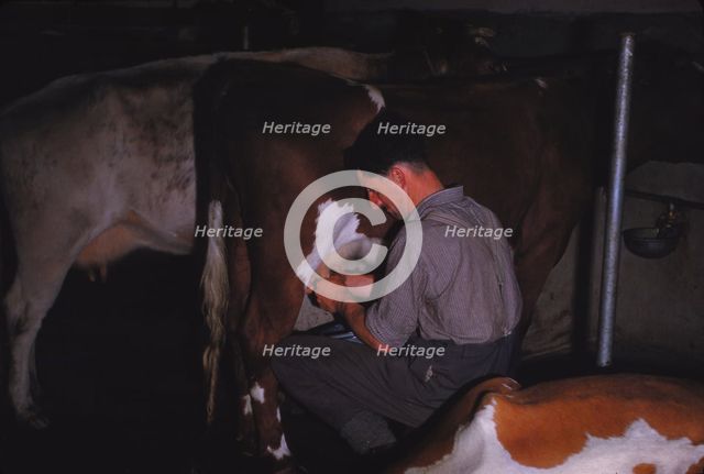 Mliking Cattle, Lake District Farm, c1960. Artist: CM Dixon.