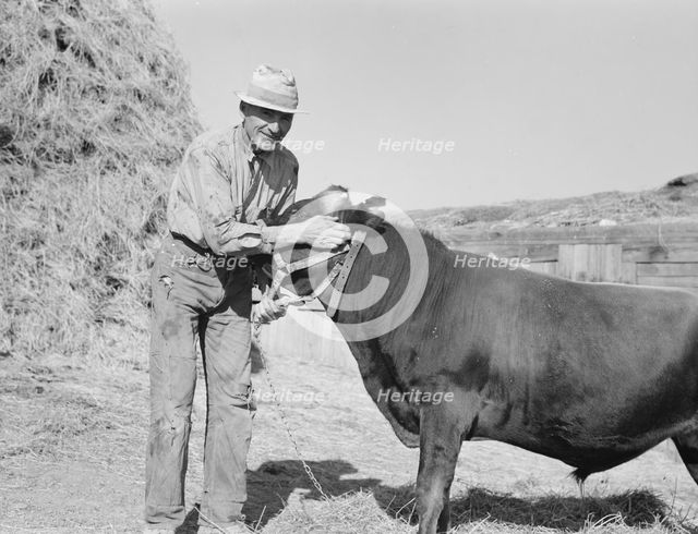 Mr. Botner with bull which he owns..., Nyssa Heights, Malheur County, Oregon, 1939. Creator: Dorothea Lange.
