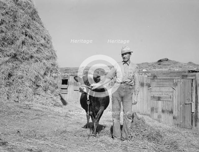 Mr. Botner with bull which he owns..., Nyssa Heights, Malheur County, Oregon, 1939. Creator: Dorothea Lange.