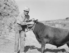 Mr. Botner with bull which he owns..., Nyssa Heights, Malheur County, Oregon, 1939. Creator: Dorothea Lange