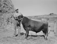Mr. Botner with bull which he owns co-operatively..., Nyssa Heights, Malheur County, Oregon, 1939. Creator: Dorothea Lange