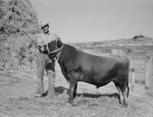 Mr. Botner with bull which he owns co-operatively..., Nyssa Heights, Malheur County, Oregon, 1939. Creator: Dorothea Lange