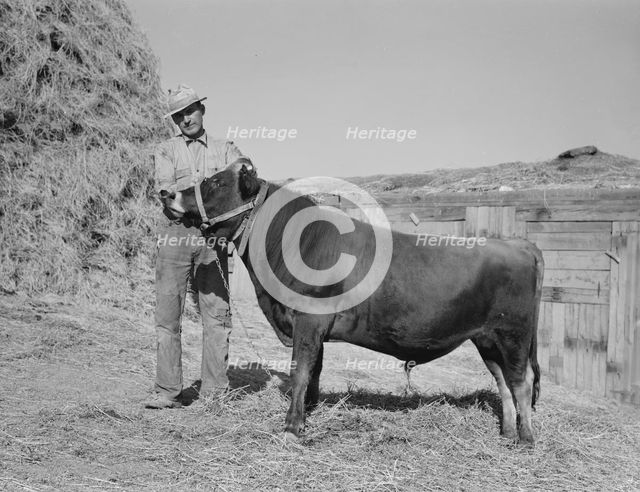 Mr. Botner with bull which he owns co-operatively..., Nyssa Heights, Malheur County, Oregon, 1939. Creator: Dorothea Lange.