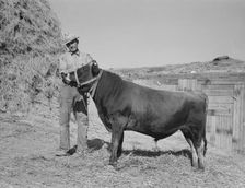 Mr. Botner with bull which he owns co-operatively..., Nyssa Heights, Malheur County, Oregon, 1939. Creator: Dorothea Lange