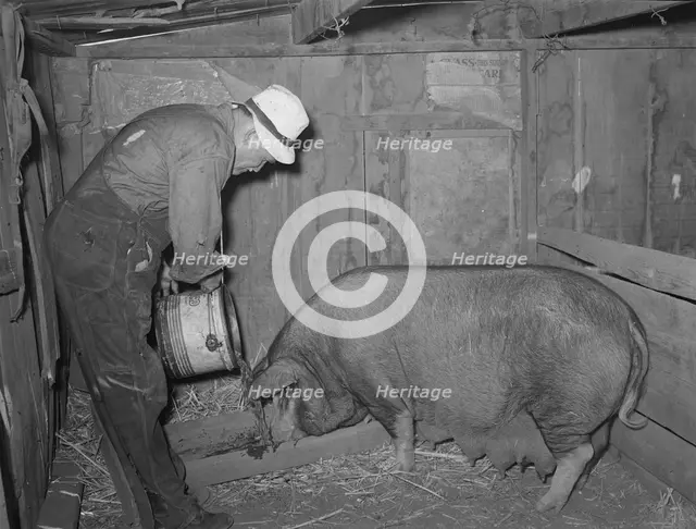 Mr. Bosley of Bosley reorganization unit, Baca County, Colorado, feeding a sow, 1938. Creator: Russell Lee.