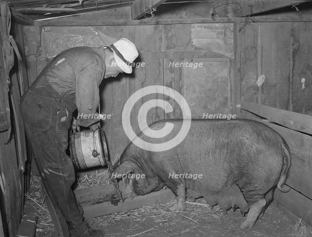 Mr. Bosley of Bosley reorganization unit, Baca County, Colorado, feeding a sow, 1938. Creator: Russell Lee.