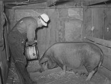 Mr. Bosley of Bosley reorganization unit, Baca County, Colorado, feeding a sow, 1938. Creator: Russell Lee