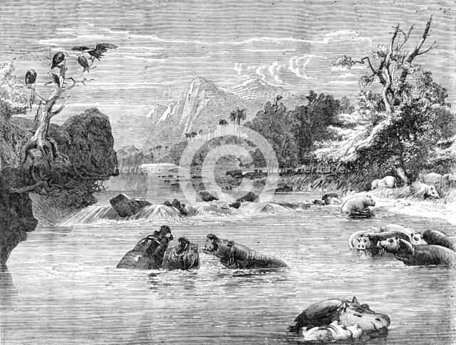 Mr. Gordon Cumming's South African Entertainment - View on the River Limpopo, with a herd of Hippopo Creator: Richard Principal Leitch.