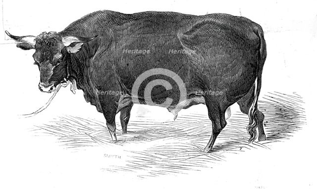 Mr. G. Turner's Devon bull, 1844. Creator: Unknown.
