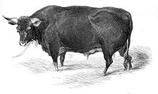 Mr. G. Turner's Devon bull, 1844. Creator: Unknown