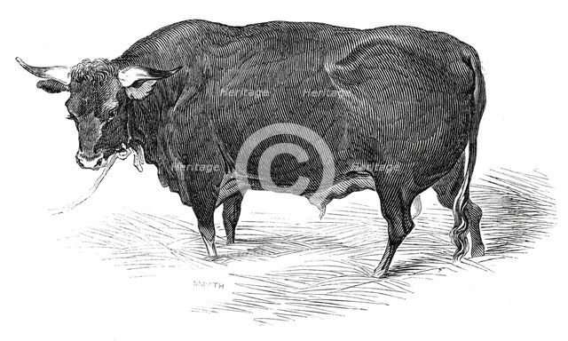 Mr. G. Turner's Devon bull, 1844. Creator: Unknown.
