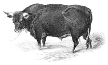 Mr. G. Turner's Devon bull, 1844. Creator: Unknown
