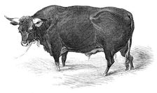 Mr. G. Turner's Devon bull, 1844. Creator: Unknown