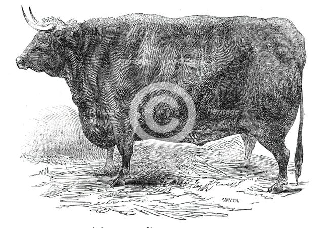 Mr Hudson's 3 years and 10 months old Hereford ox - prize £15, 1844. Creator: Smyth.