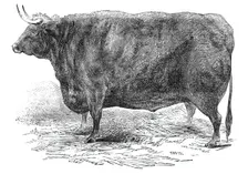 Mr Hudson's 3 years and 10 months old Hereford ox - prize £15, 1844. Creator: Smyth