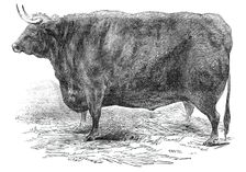 Mr Hudson's 3 years and 10 months old Hereford ox - prize £15, 1844. Creator: Smyth