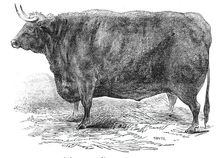 Mr Hudson's 3 years and 10 months old Hereford ox - prize £15, 1844. Creator: Smyth