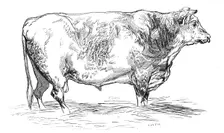 Mr. J. Cooper's short-horned bull, 1844. Creator: Unknown