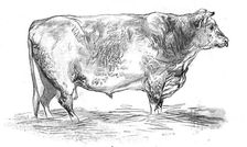 Mr. J. Cooper's short-horned bull, 1844. Creator: Unknown
