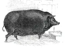 Mr. J. House's Dorsetshire sow, 1844. Creator: Unknown