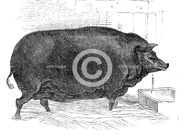 Mr. J. House's Dorsetshire sow, 1844. Creator: Unknown.