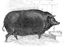 Mr. J. House's Dorsetshire sow, 1844. Creator: Unknown