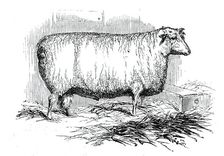 Mr. J. Linton's Lincoln and Leicester Ewe, 1844. Creator: Unknown