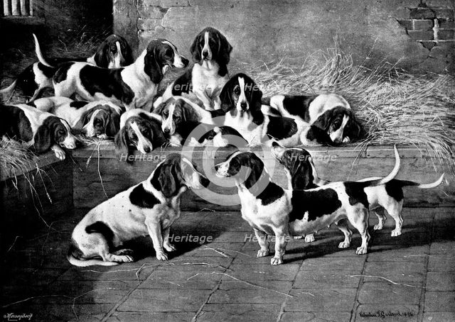 Mr. J. Moss's pack of basset-hounds at Bishop's Waltham, near Winchester, 1895. Creator: George Meisenbach.