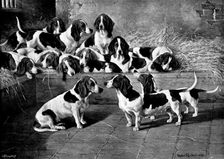 Mr. J. Moss's pack of basset-hounds at Bishop's Waltham, near Winchester, 1895. Creator: George Meisenbach