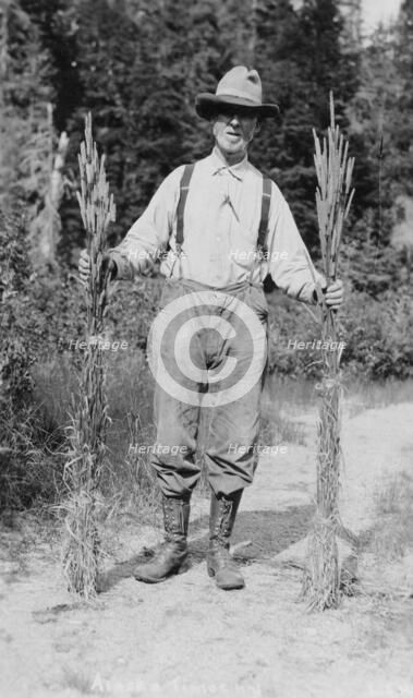Mr. Johnson holding stalks of timothy, 1916. Creator: Unknown.