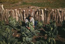 Mr. Leatherman, homesteader, tying up cauliflower, Pie Town, New Mexico, 1940. Creator: Russell Lee
