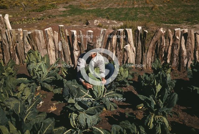 Mr. Leatherman, homesteader, tying up cauliflower, Pie Town, New Mexico, 1940. Creator: Russell Lee.