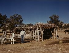 Mr. Leatherman, homesteader, with his work burros in front of his barn, Pie Town, New Mexico, 1940. Creator: Russell Lee