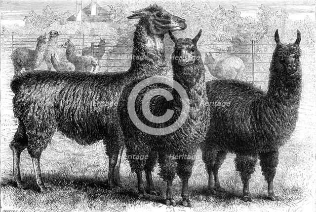 Mr. Ledger's alpacas and llamas at Sophienburg, the seat of Mr. Atkinson, New South Wales, 1861. Creator: Pearson.