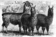 Mr. Ledger's alpacas and llamas at Sophienburg, the seat of Mr. Atkinson, New South Wales, 1861. Creator: Pearson