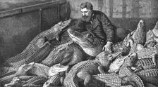 'Mr M. Fernolet Feeding Crocodiles in a Menagerie, at Bone Algeria 1888. Creator: Unknown