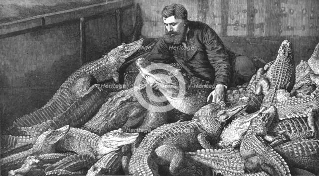 ''Mr M. Fernolet Feeding Crocodiles in a Menagerie, at Bone Algeria', 1888. Creator: Unknown.