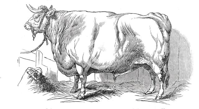 Mr. Smith's 3 years and 3/4 months old short-horned steer - prize £20, and silver medal, 1844. Creator: Unknown.